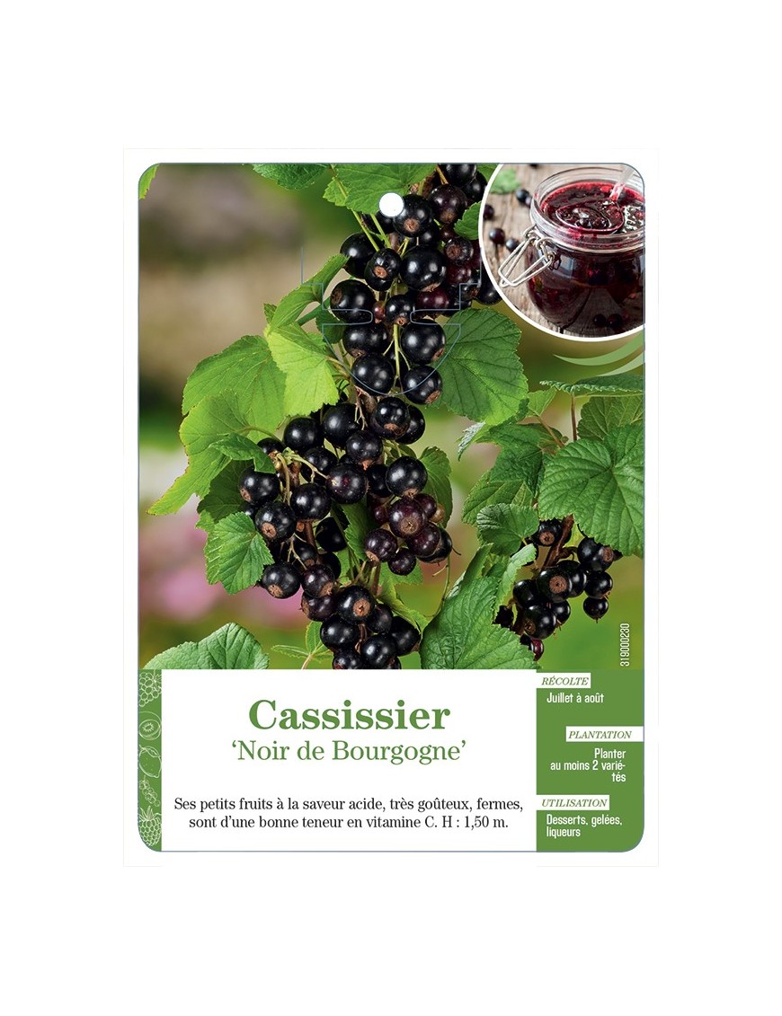 CASSISSIER 'NOIR DE BOURGOGNE'