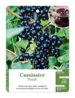 CASSISSIER 'TENAH'