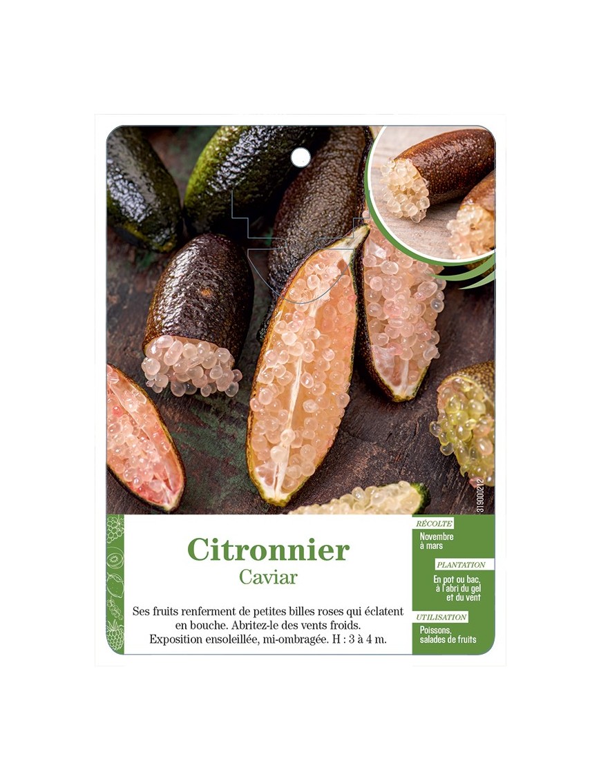 CITRONNIER CAVIAR