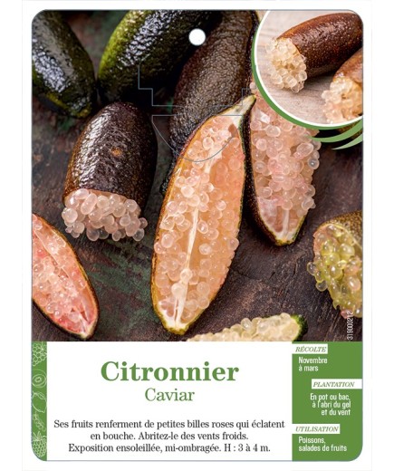 CITRONNIER CAVIAR