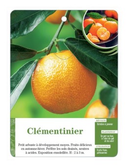 CLÉMENTINIER
