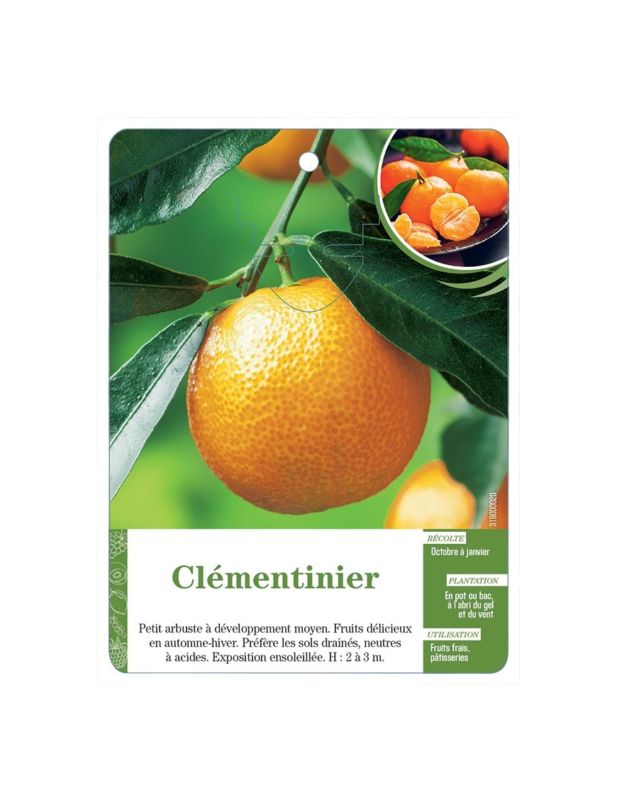 CLÉMENTINIER