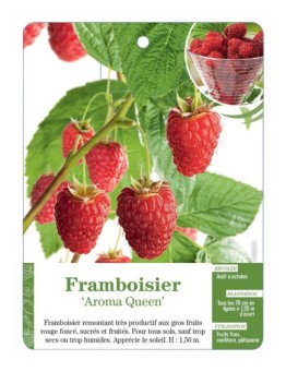 FRAMBOISIER ‘AROMA QUEEN’