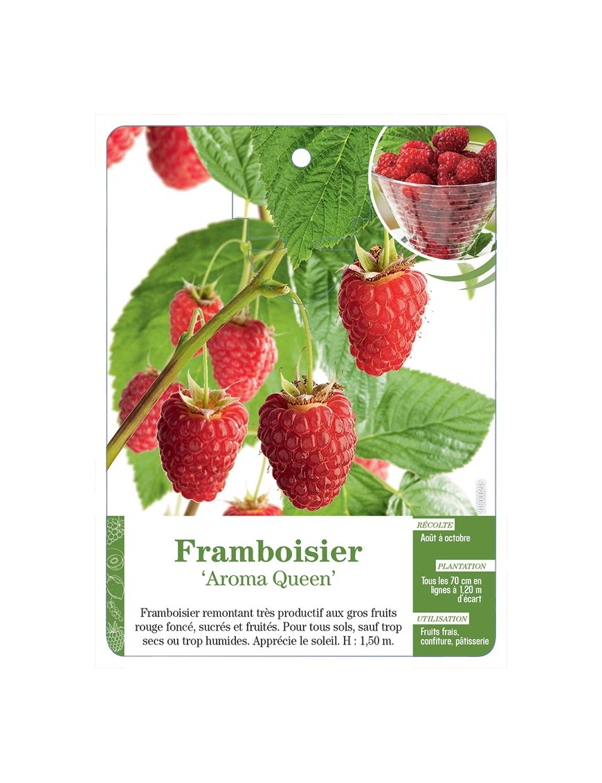 FRAMBOISIER ‘AROMA QUEEN’