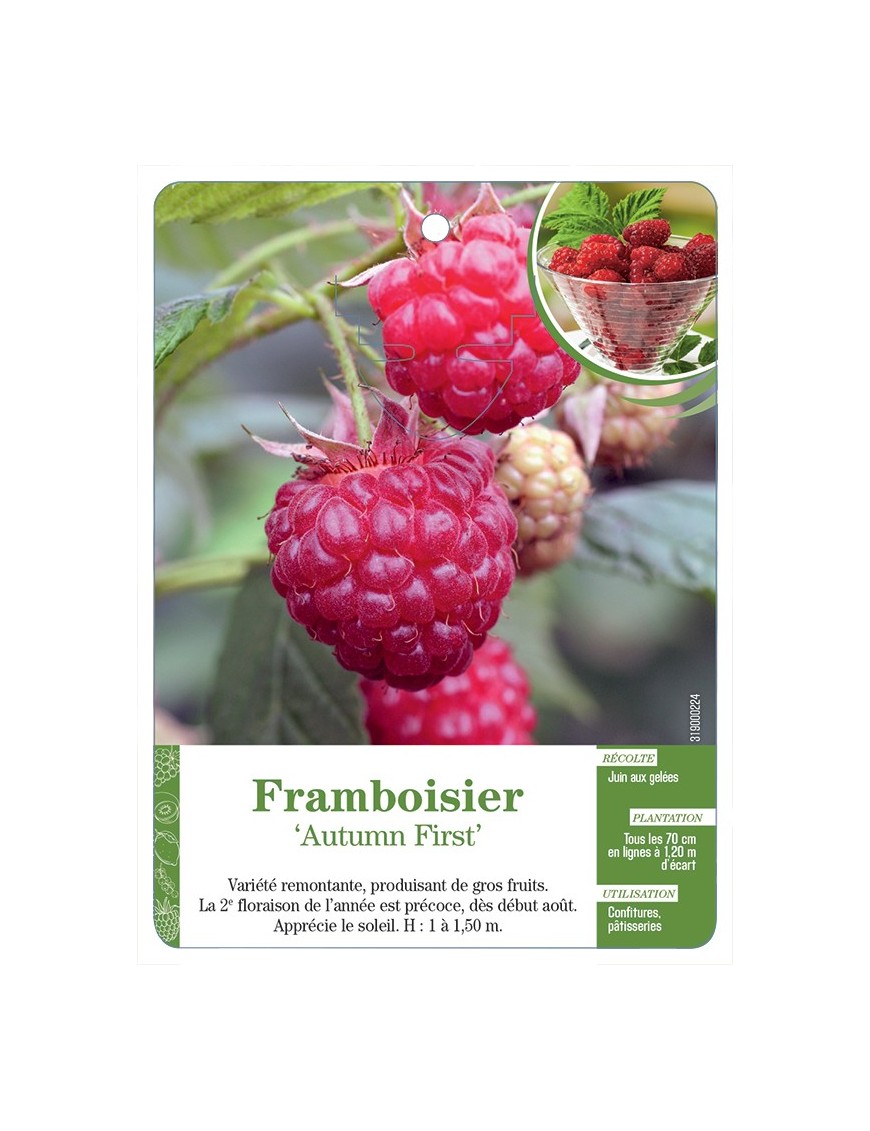 FRAMBOISIER 'AUTUMN FIRST'