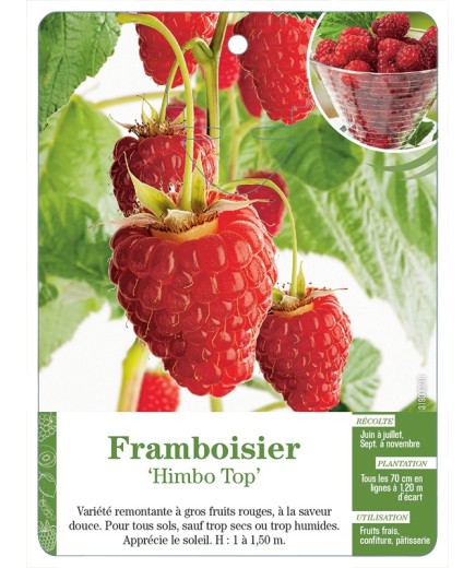 FRAMBOISIER ‘HIMBO TOP’