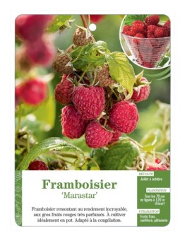 FRAMBOISIER ‘MARASTAR’