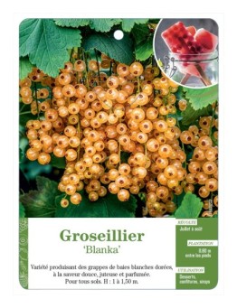 GROSEILLIER 'BLANKA'