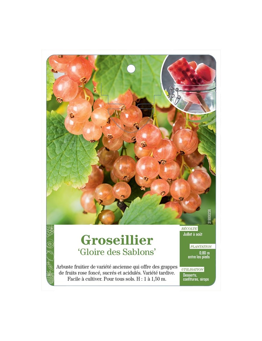 GROSEILLIER 'GLOIRE DES SABLONS'