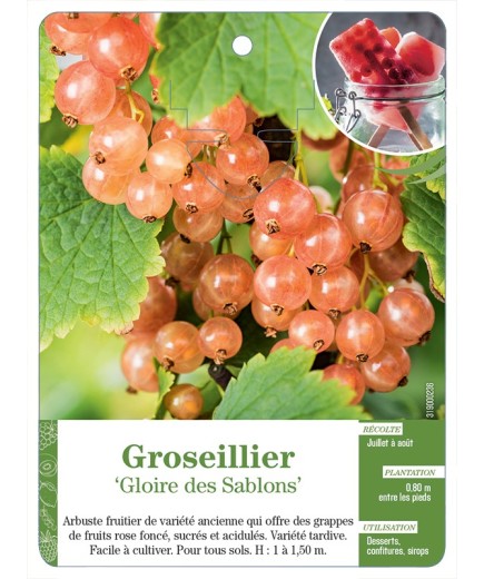 GROSEILLIER 'GLOIRE DES SABLONS'