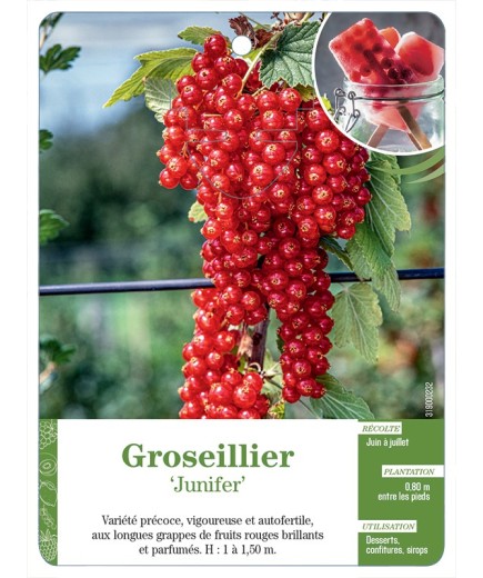 GROSEILLIER 'JUNIFER'
