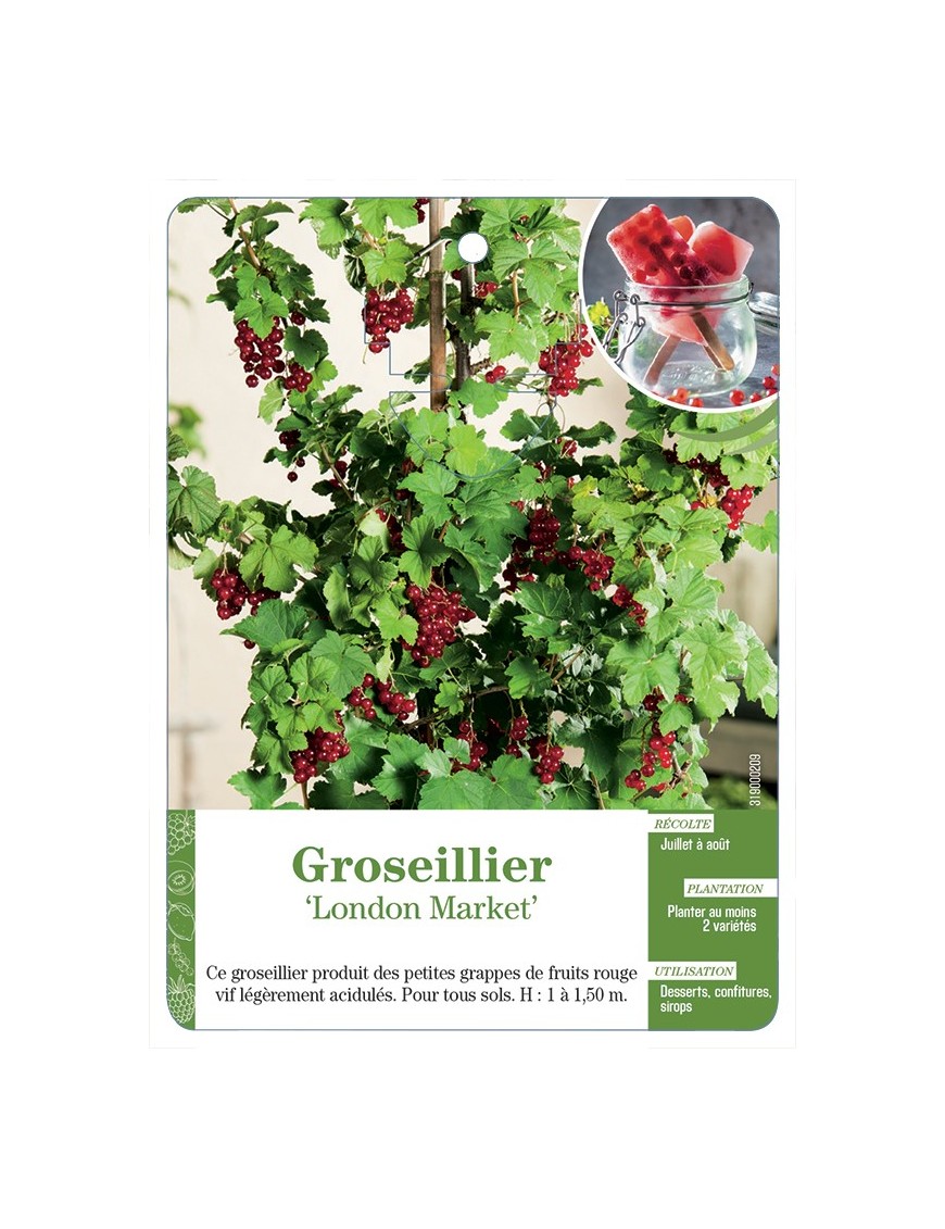 GROSEILLIER 'LONDON MARKET'