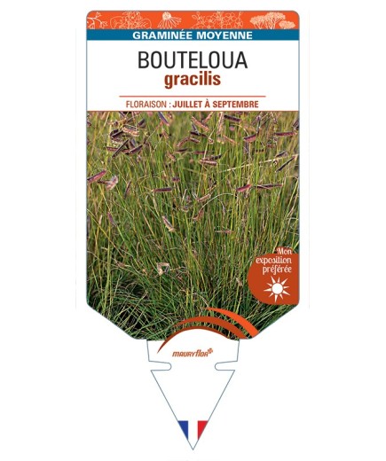 BOUTELOUA gracilis