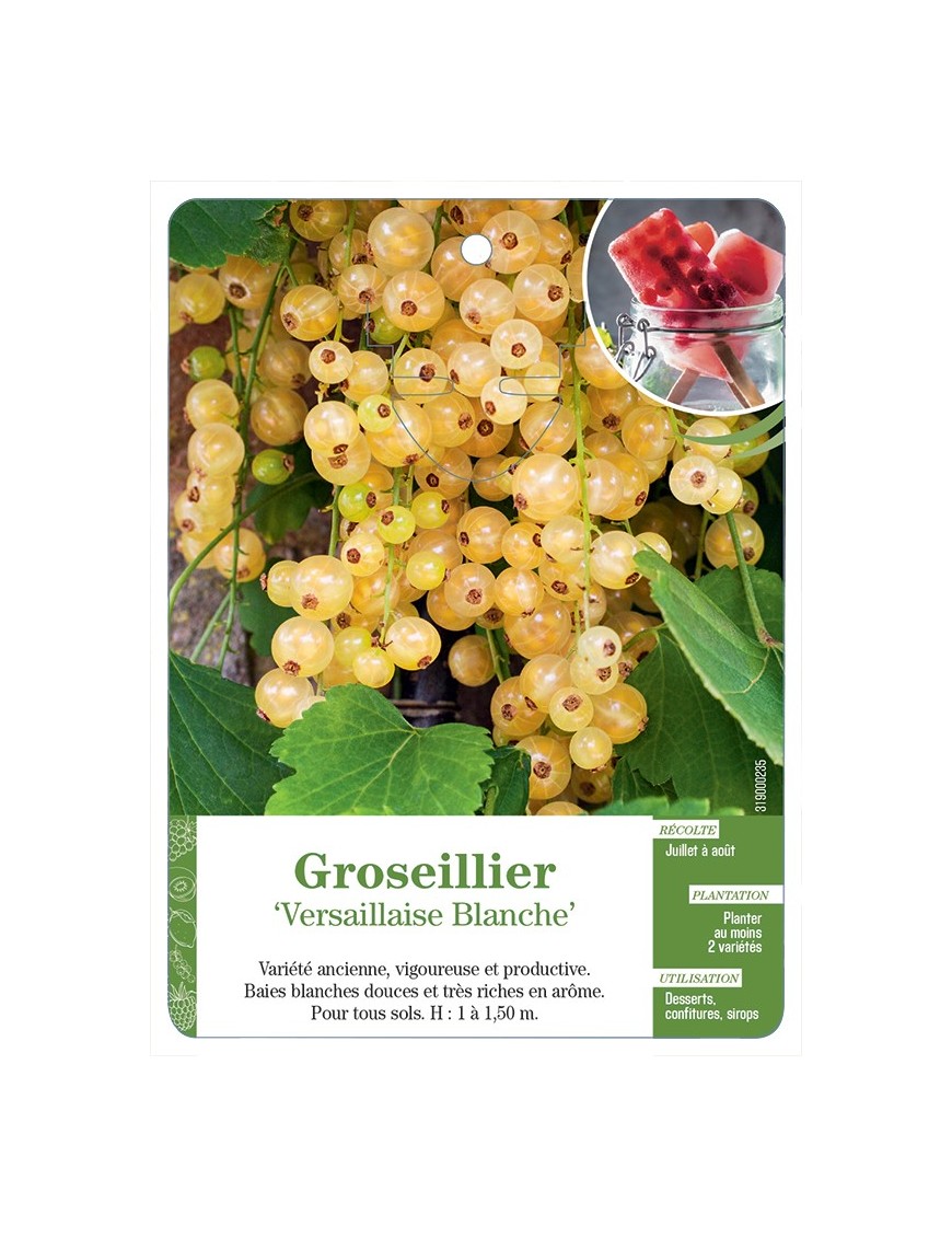 GROSEILLIER ' VERSAILLAISE BLANCHE'