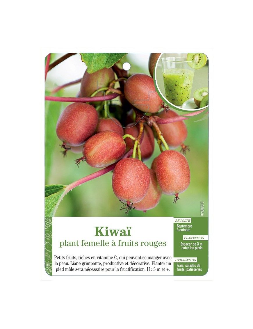 KIWAÏ PLANT FEMELLE À FRUITS ROUGES