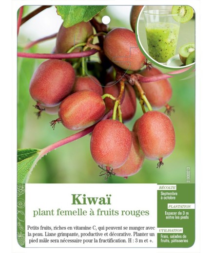 KIWAÏ PLANT FEMELLE À FRUITS ROUGES