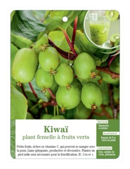 KIWAÏ PLANT FEMELLE À FRUITS VERTS