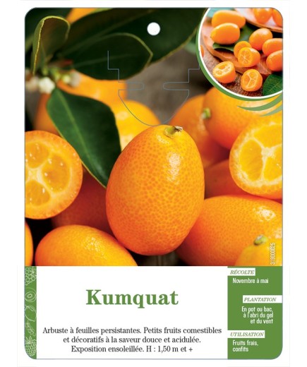 KUMQUAT