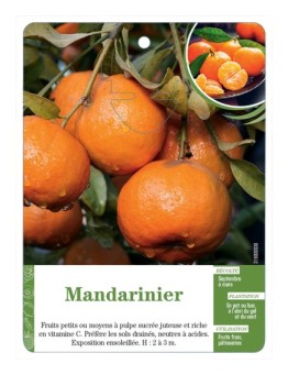 MANDARINIER
