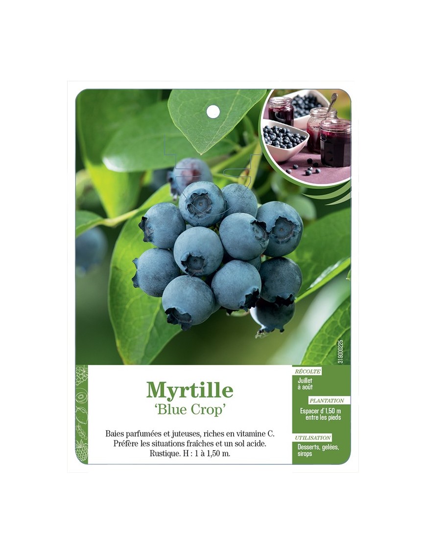 MYRTILLE 'BLUE CROP'