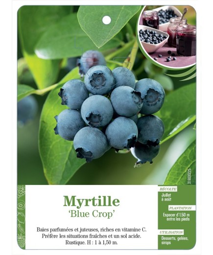 MYRTILLE 'BLUE CROP'