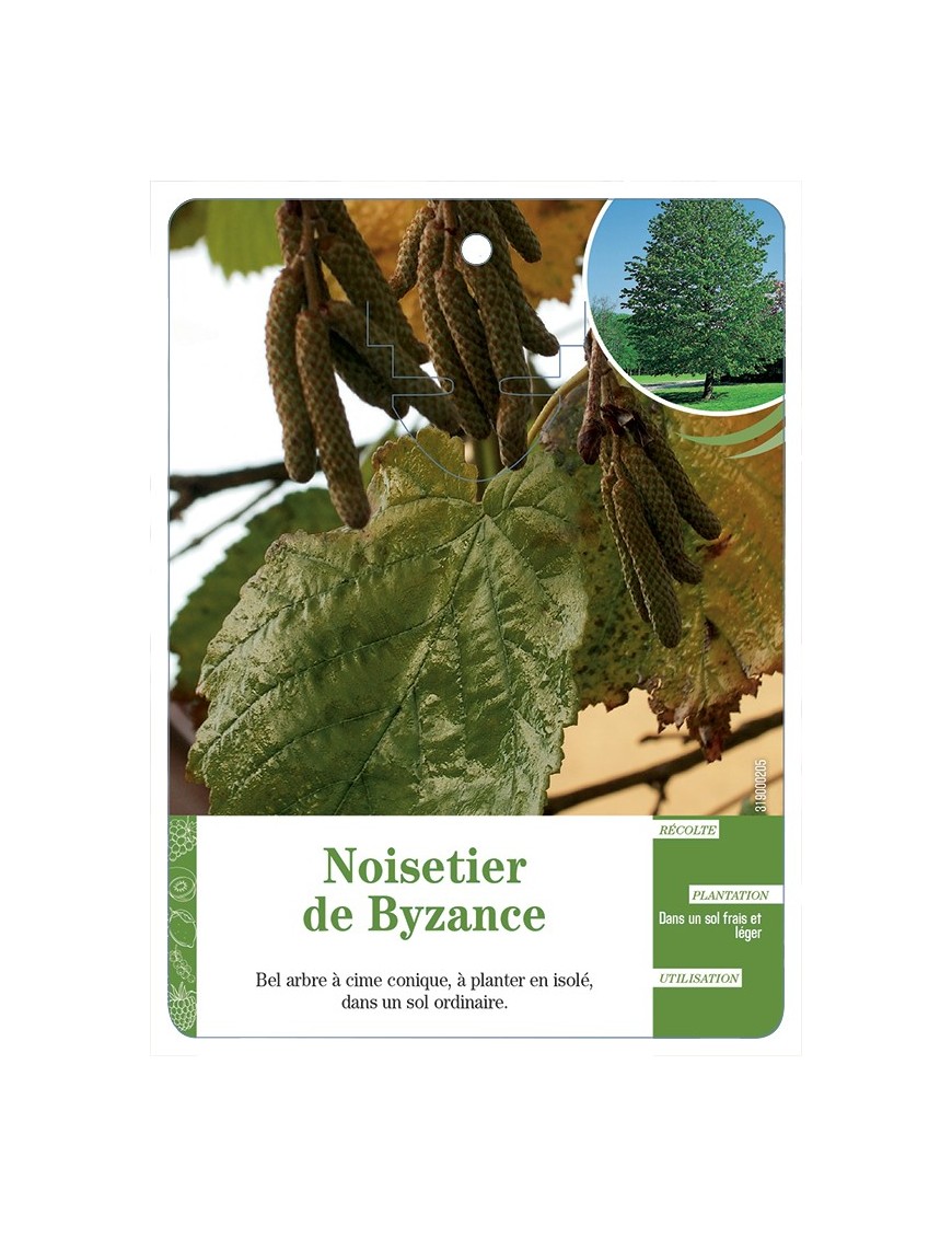 NOISETIER DE BYZANCE