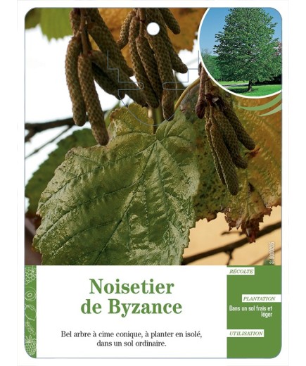 NOISETIER DE BYZANCE