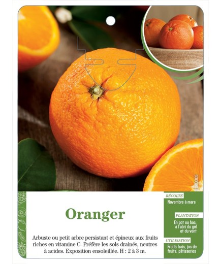 ORANGER