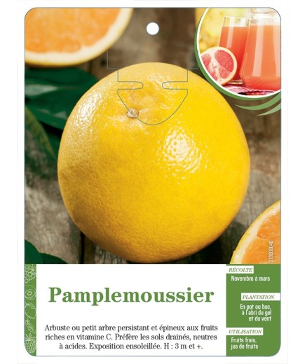 PAMPLEMOUSSIER