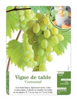 VIGNE DE TABLE ‘CENTENNIAL’