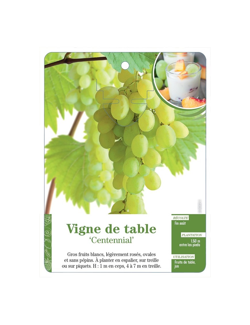 VIGNE DE TABLE ‘CENTENNIAL’