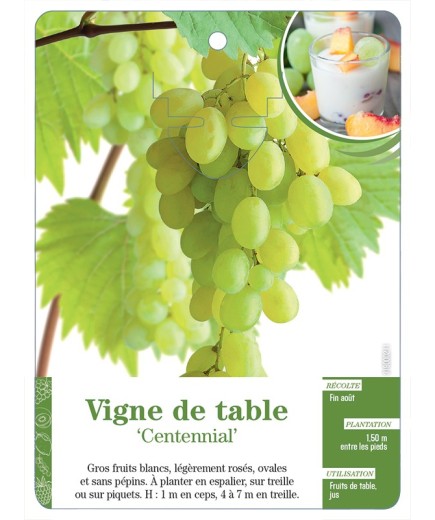 VIGNE DE TABLE ‘CENTENNIAL’