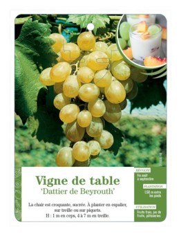 VIGNE DE TABLE ‘DATTIER DE BEYROUTH’