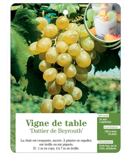 VIGNE DE TABLE ‘DATTIER DE BEYROUTH’