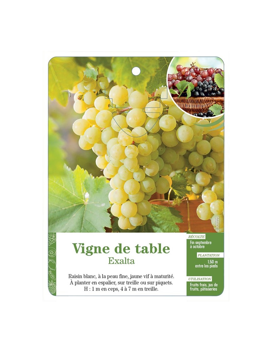 VIGNE DE TABLE ‘EXALTA’