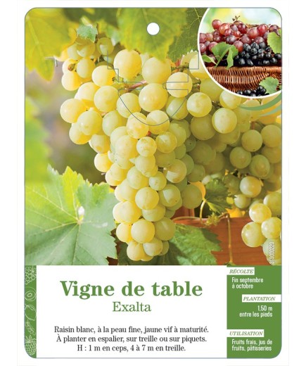 VIGNE DE TABLE ‘EXALTA’