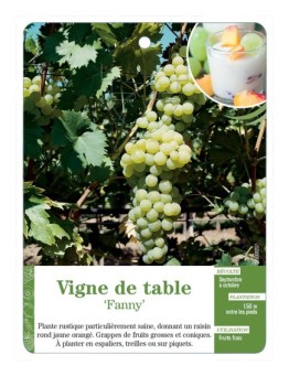 VIGNE DE TABLE ‘FANNY’