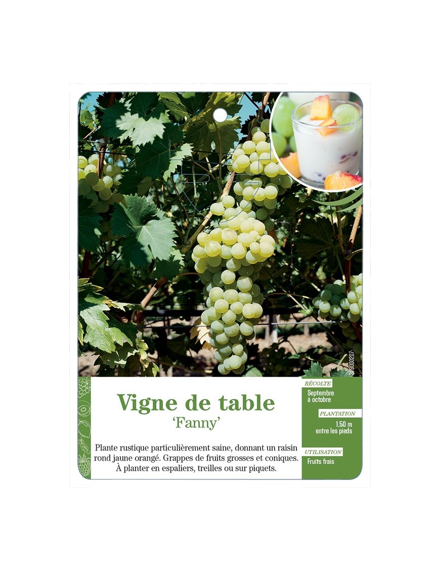 VIGNE DE TABLE ‘FANNY’