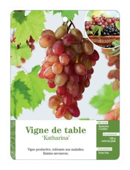 VIGNE DE TABLE ‘KATHARINA’