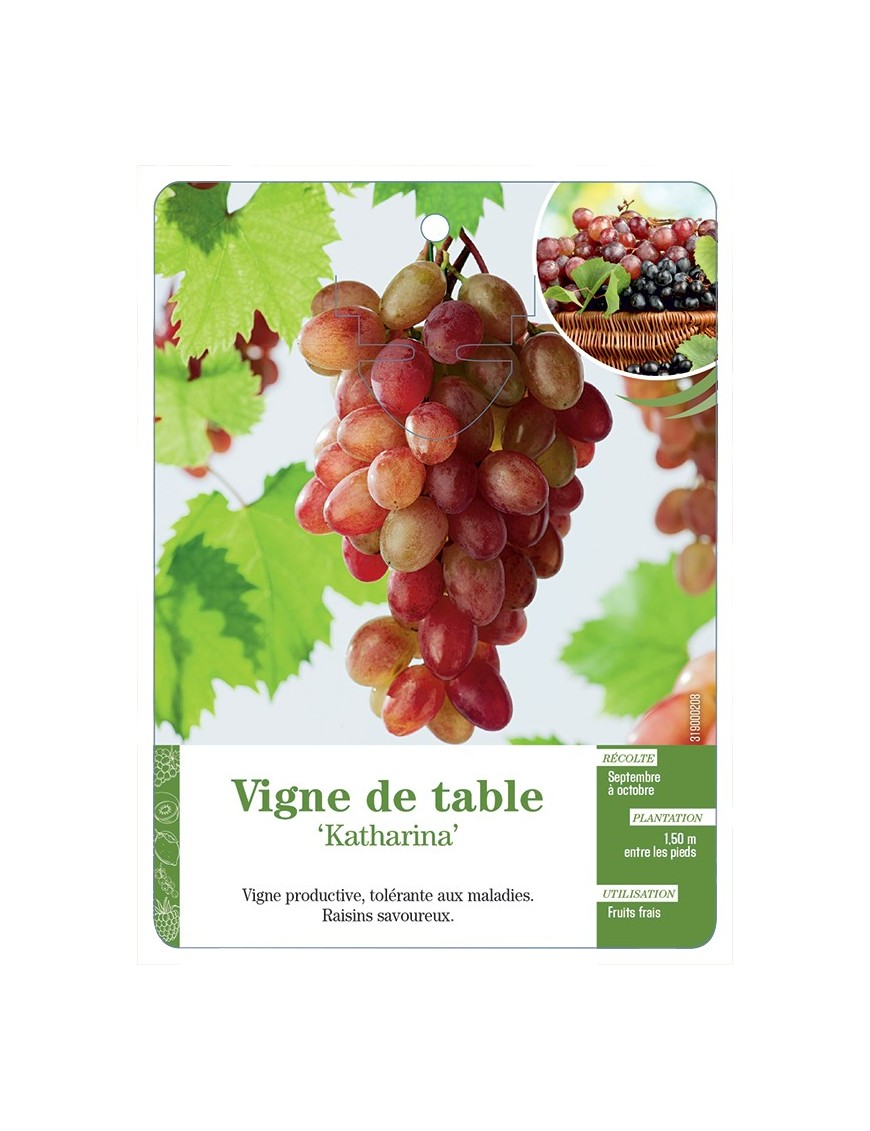 VIGNE DE TABLE ‘KATHARINA’