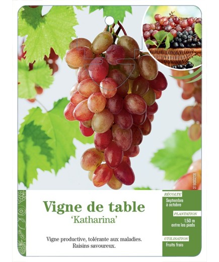 VIGNE DE TABLE ‘KATHARINA’