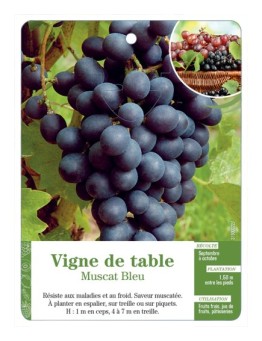 VIGNE DE TABLE ‘MUSCAT BLEU’