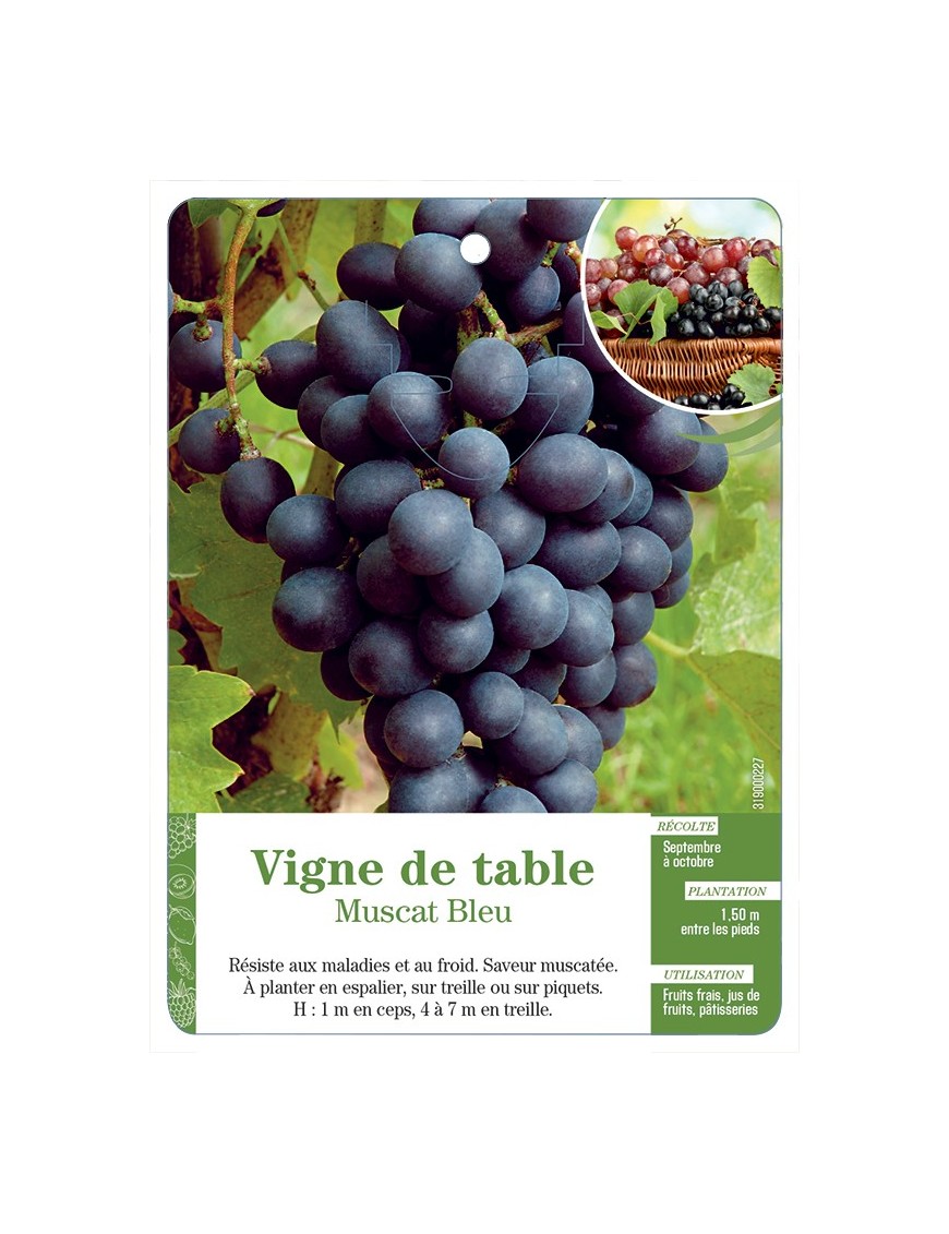 VIGNE DE TABLE ‘MUSCAT BLEU’