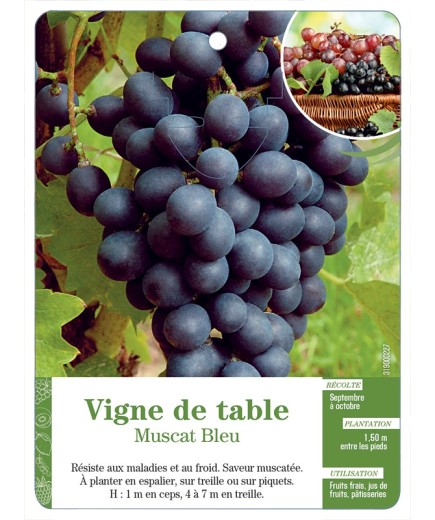 VIGNE DE TABLE ‘MUSCAT BLEU’