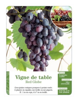 VIGNE DE TABLE ‘RED GLOBE’