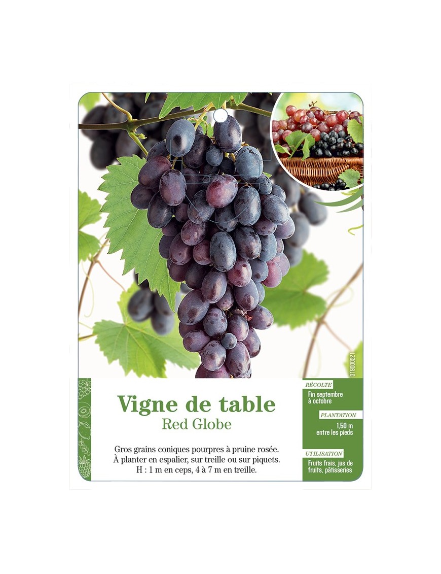VIGNE DE TABLE ‘RED GLOBE’
