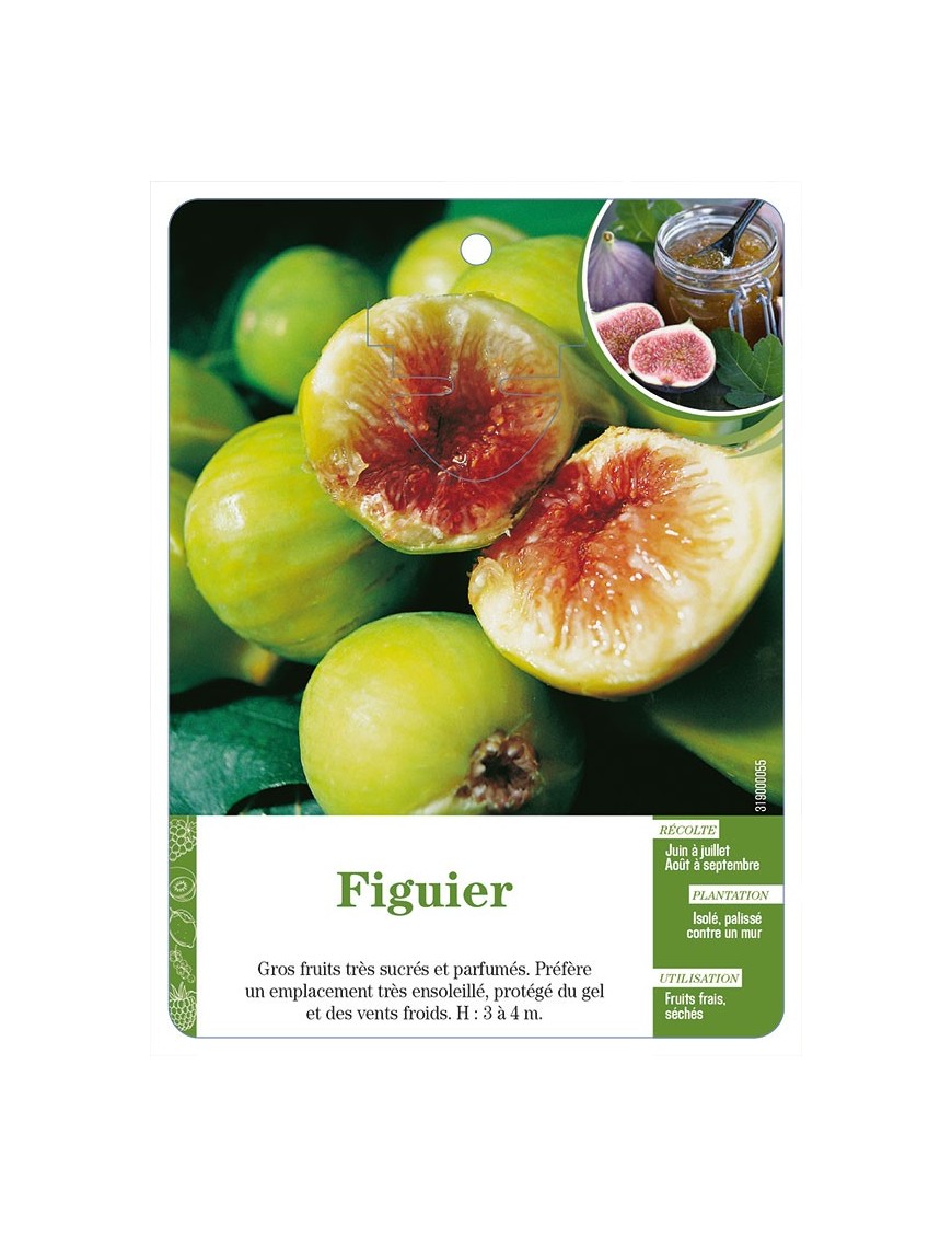 Figuier (à fruits vert-doré)