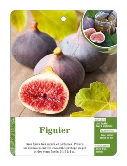 Figuier (à fruits violet-rouge)