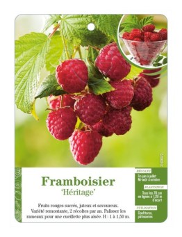 Framboisier ‘Héritage’