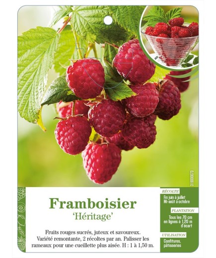 Framboisier ‘Héritage’